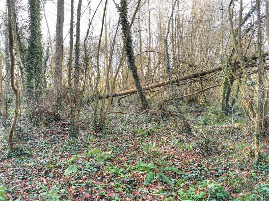 Terrain à LAMBALLE