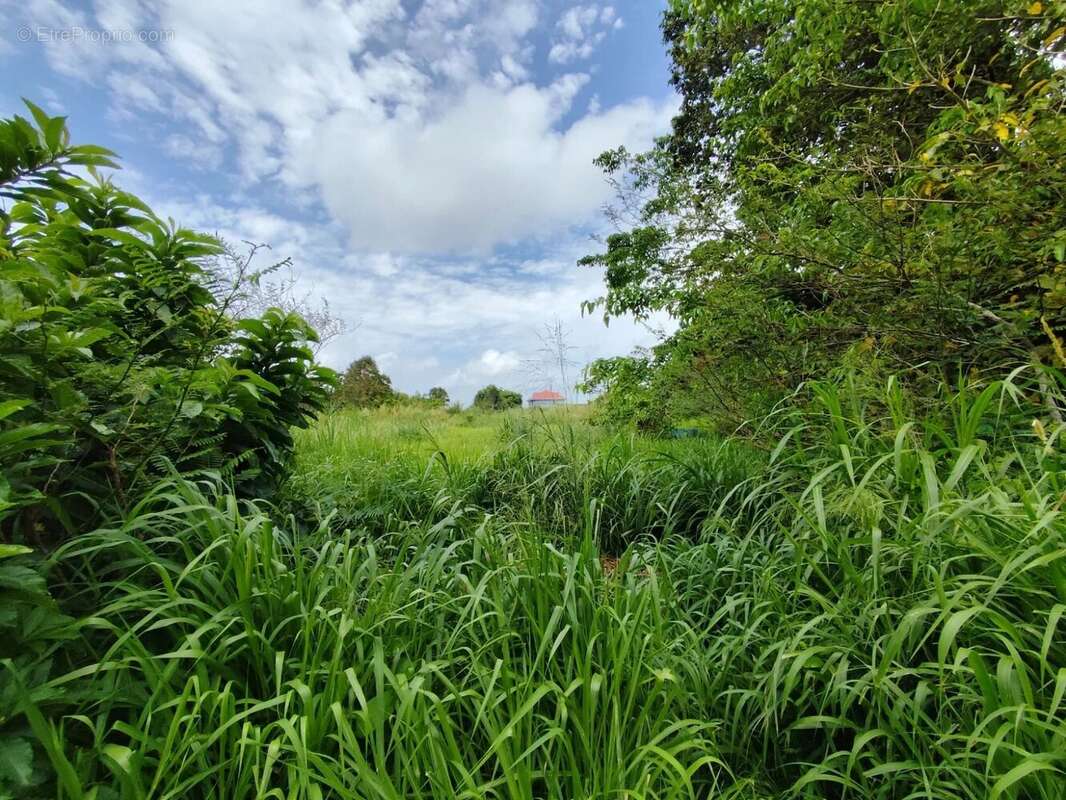 Terrain à LE MORNE-ROUGE