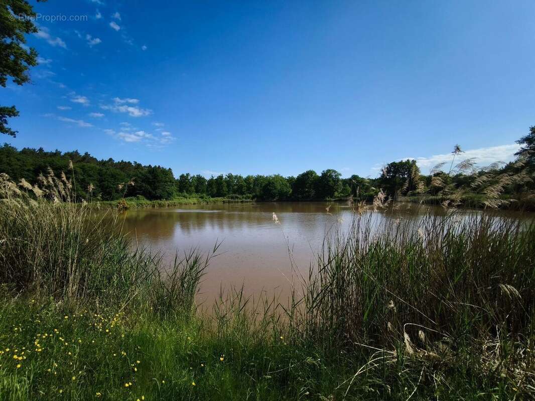 Terrain à MUR-DE-SOLOGNE