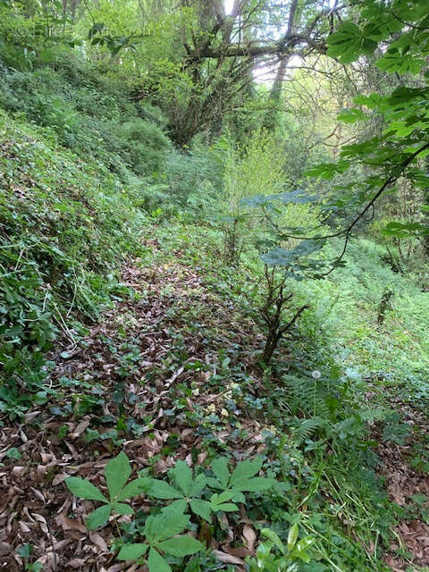 Terrain à AMBRIERES-LES-VALLEES