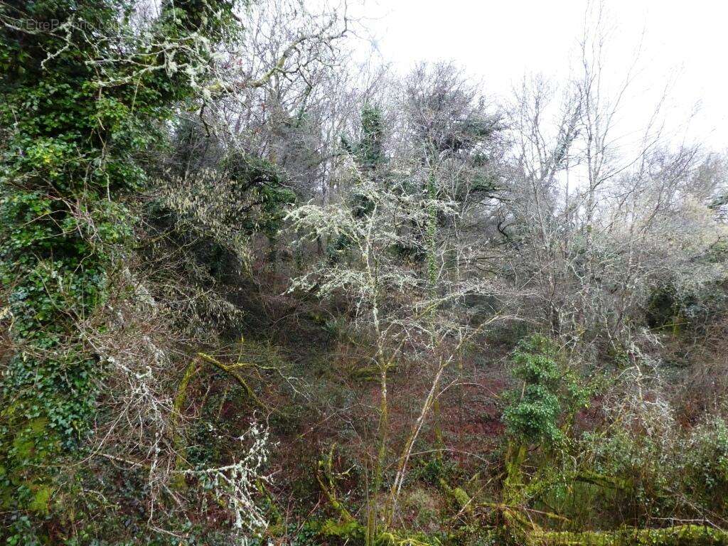 Terrain à SAINT-TUGDUAL