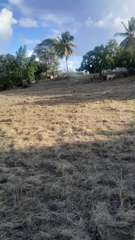 Terrain à SAINTE-ANNE