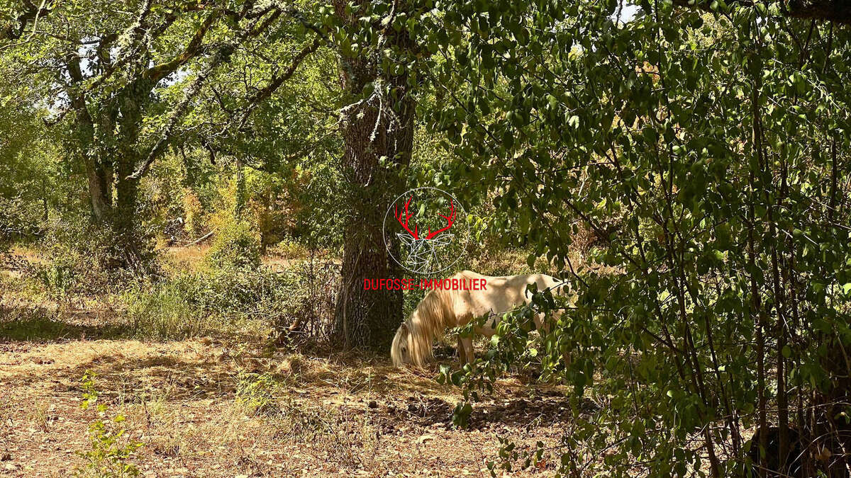 Propriété de 7ha au coeur du Quercy - photo 4