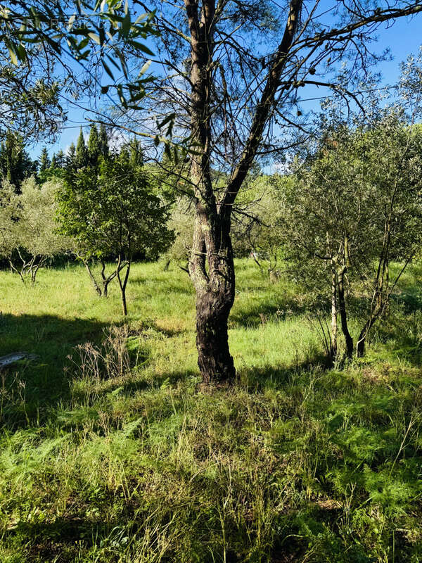 Terrain à SAINT-HIPPOLYTE-DU-FORT