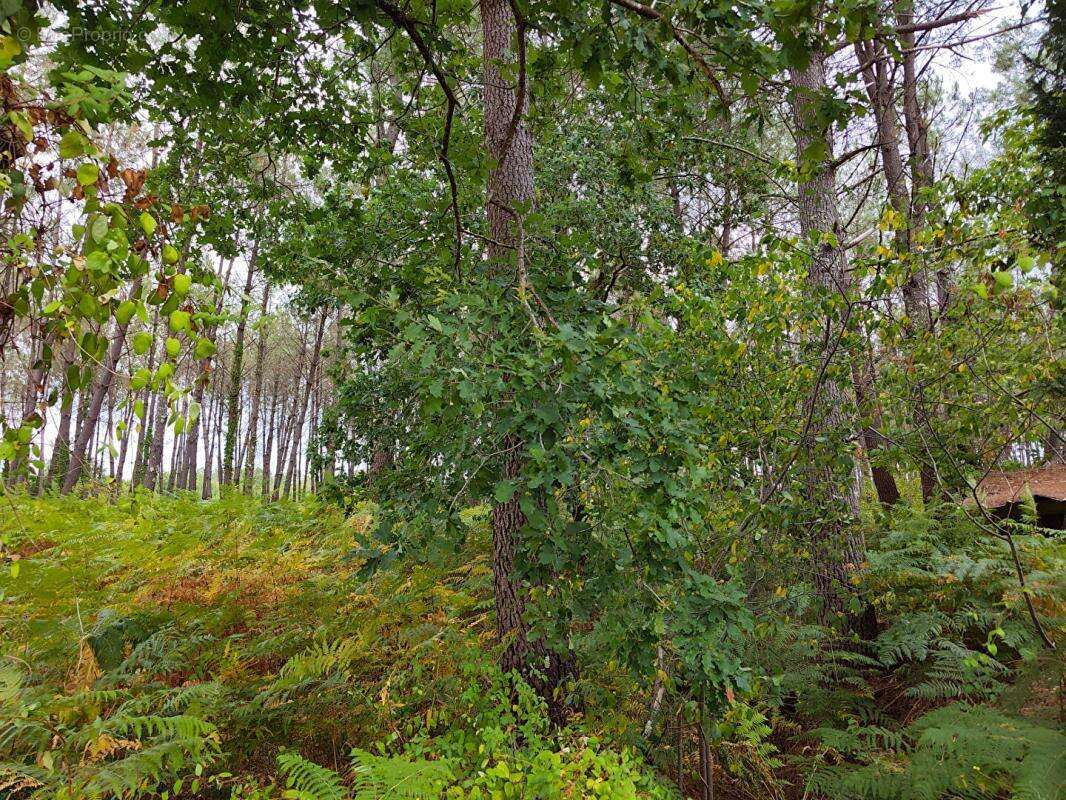 Terrain forestier - photo 2