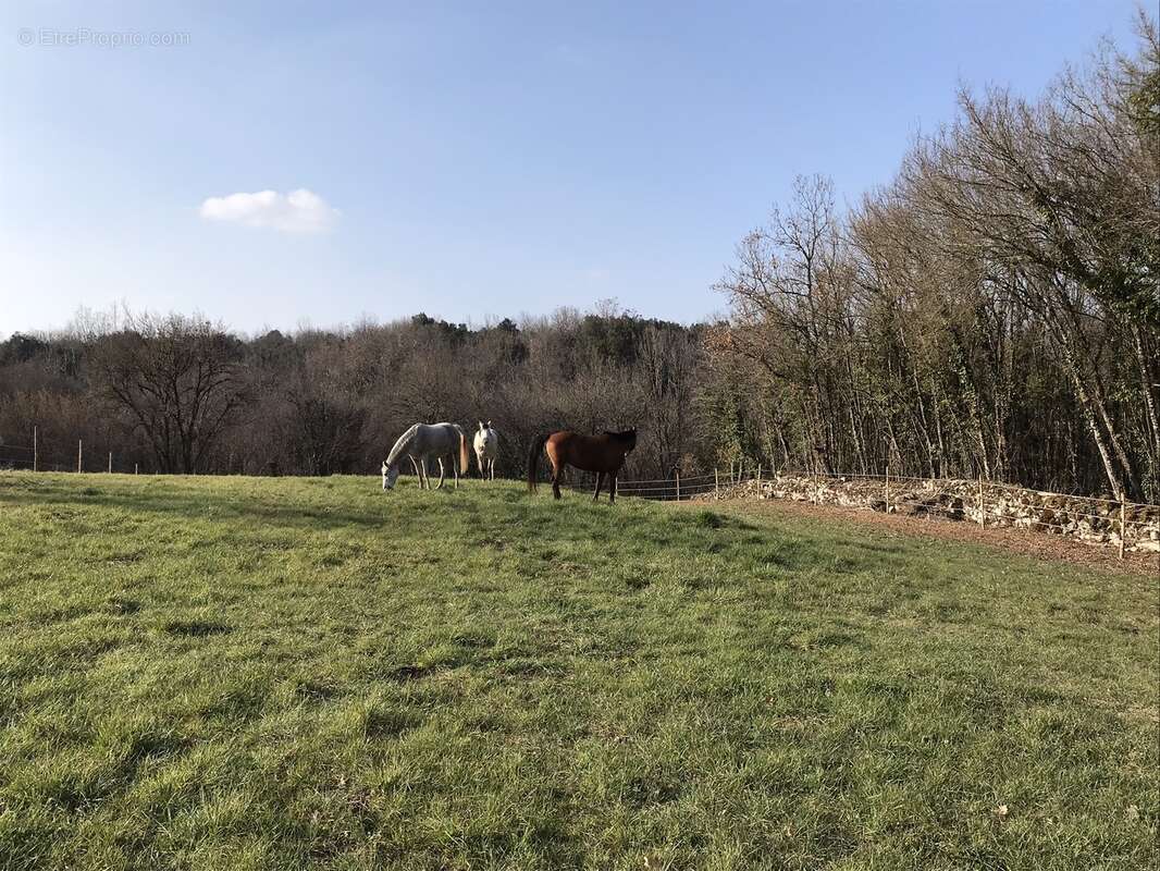 Maison à CHATEAUNEUF-SUR-CHARENTE