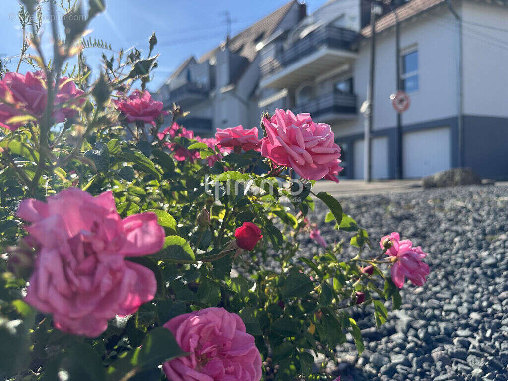 Appartement à SCHIRRHOFFEN