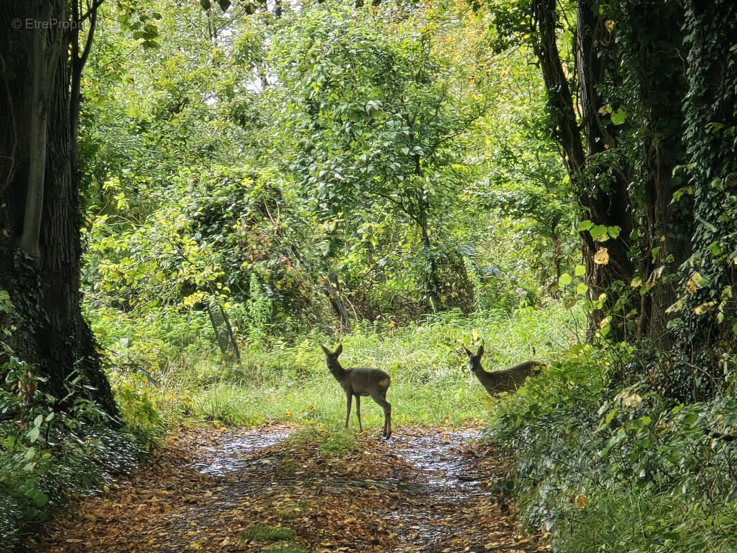 Maison à FLIXECOURT