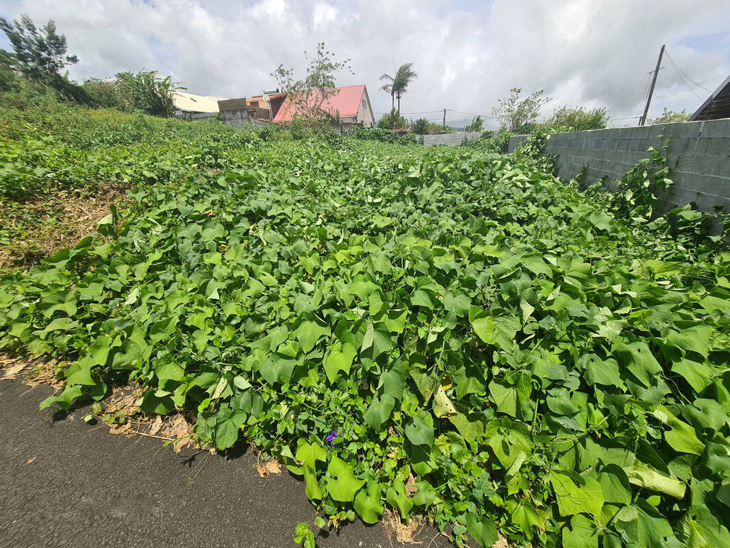 Terrain à LE TAMPON