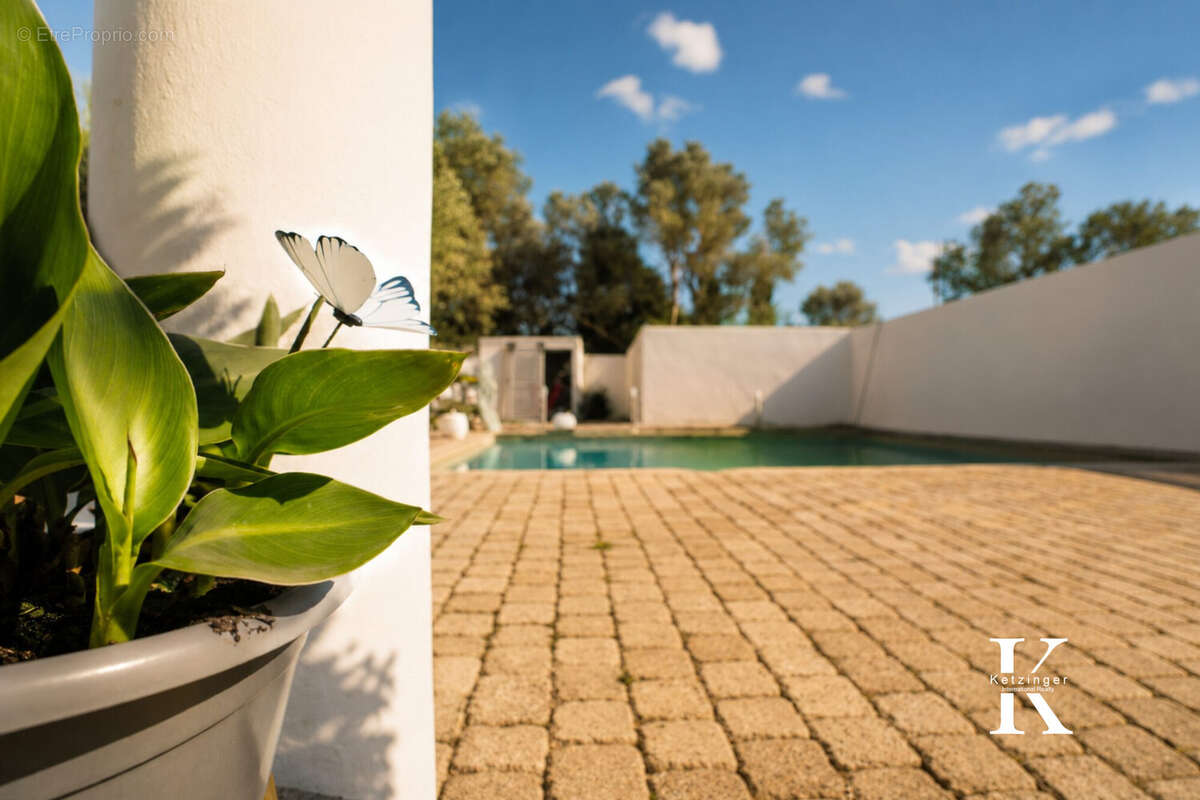 Jardin ensoleillé avec plante et papillon - Maison à VILLENEUVE-LES-MAGUELONE