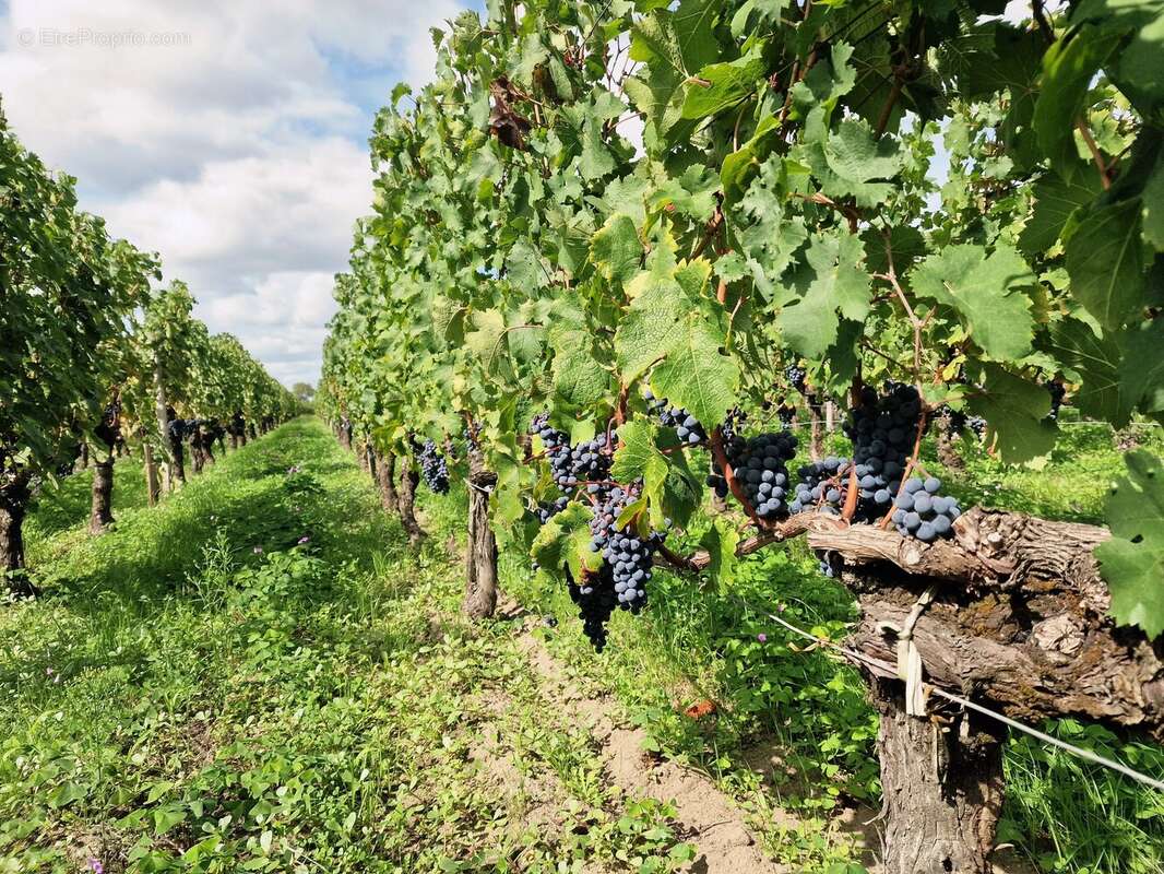 Maison à SAINT-EMILION