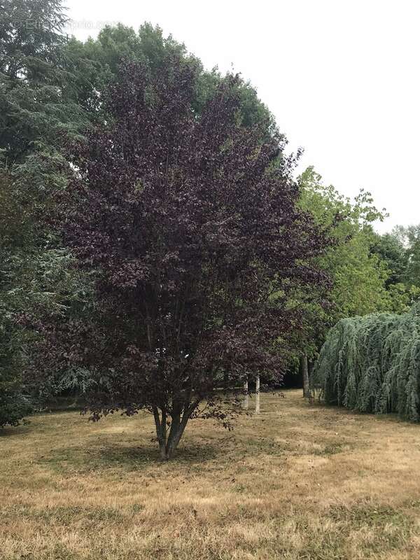 Maison à FRESSELINES