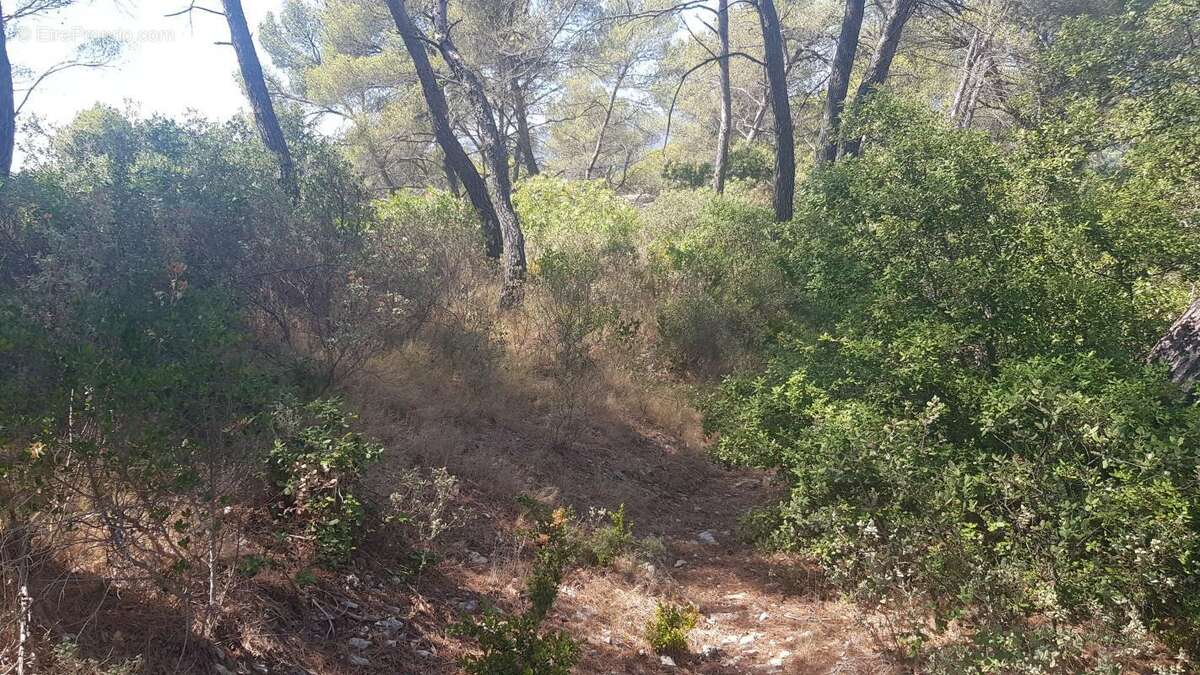 Exclusivite - terrain a vendre - la roque d'antheron - foret - photo 10