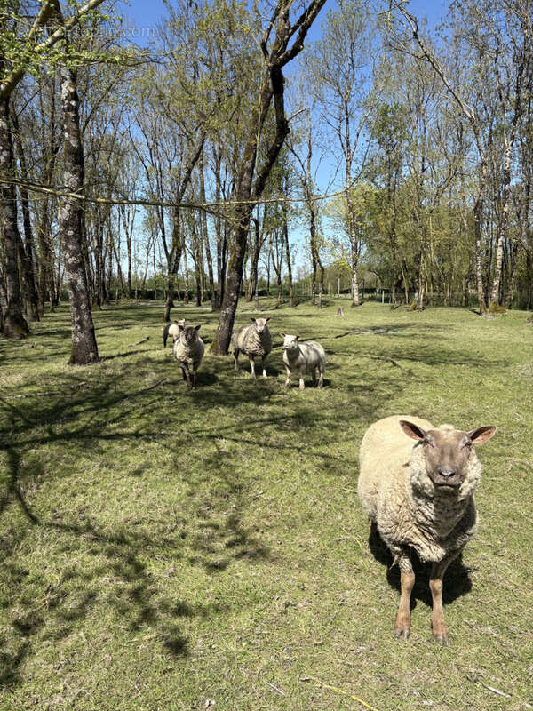 Maison à L'ILE-D'ELLE