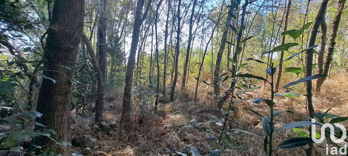Photo 3 - Terrain à SAINT-CHRISTOL-LES-ALES
