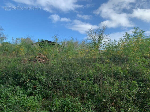 Terrain à SAINT-THOMAS-DE-CONAC
