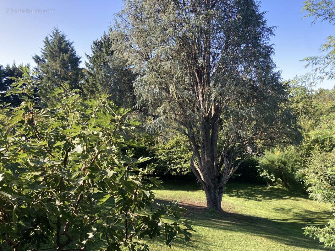 Maison à VILLIEU-LOYES-MOLLON