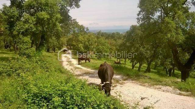 Terrain à ARGELES-SUR-MER
