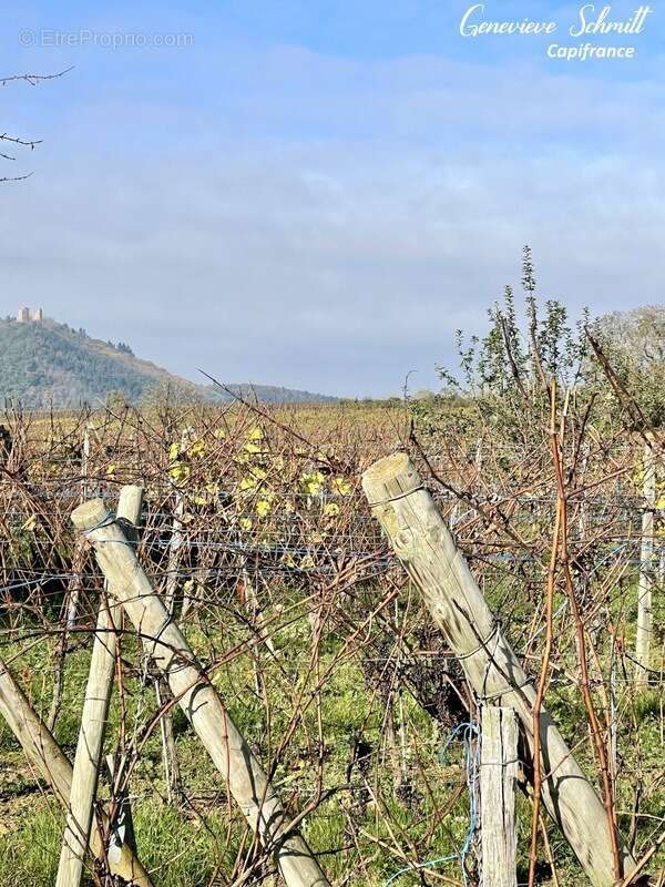 Terrain à OBERMORSCHWIHR