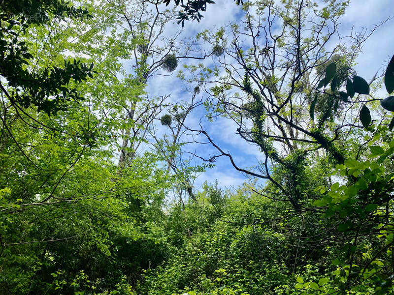Terrain à SAINT-CAPRAIS-DE-BORDEAUX