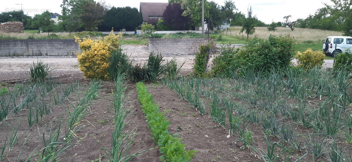 Terrain à ANTHELUPT