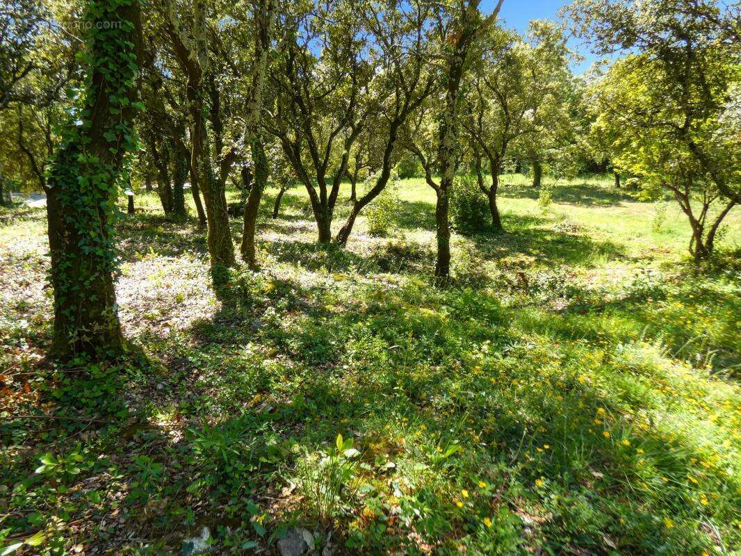 Terrain À Vendre 3867 m2 arboré - photo 4