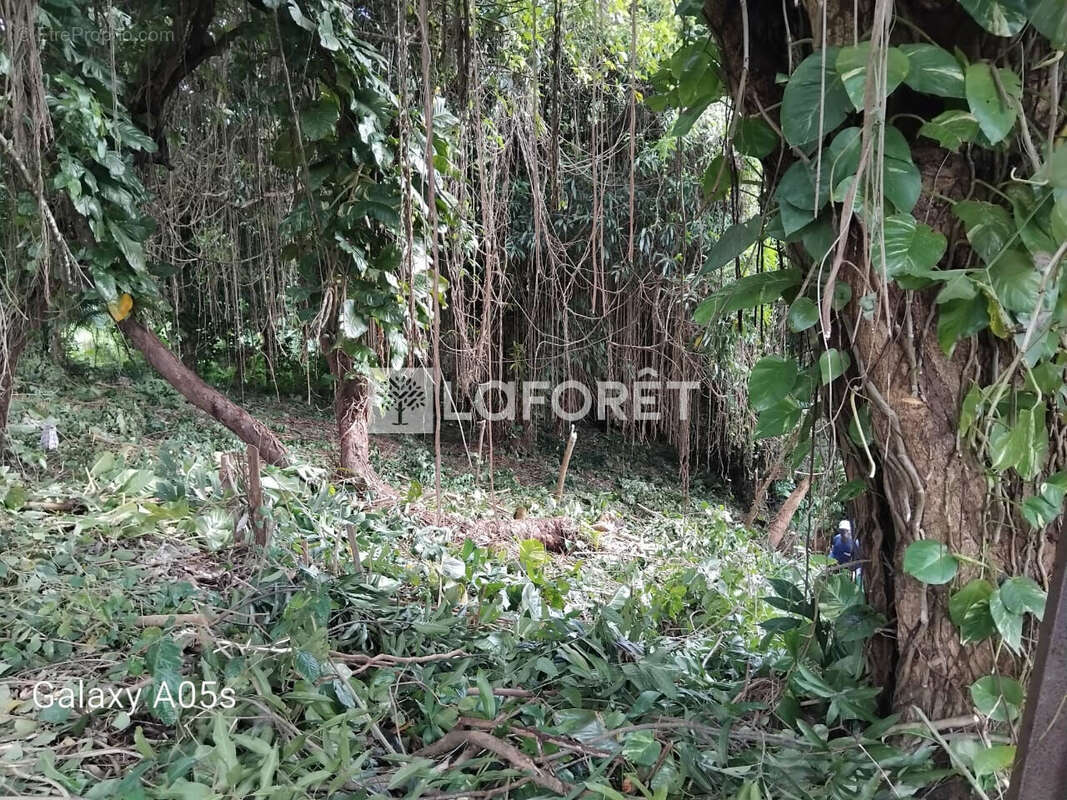 Terrain à LE LAMENTIN