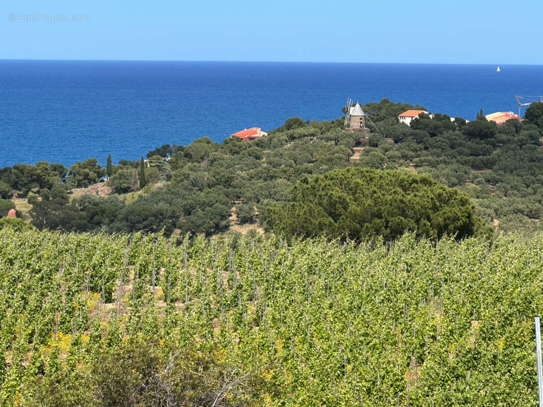 Vigne à vendre sur Collioure à 99 000€ et 10370m2 - photo 2