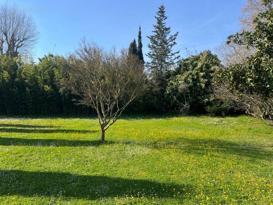 Terrain 650 m² à Saint-Remy-De-Provence  - photo 4