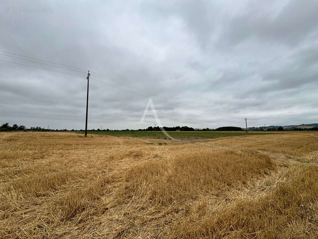 Lisle-sur-tarn - Terrain de 4 hectares - photo 2