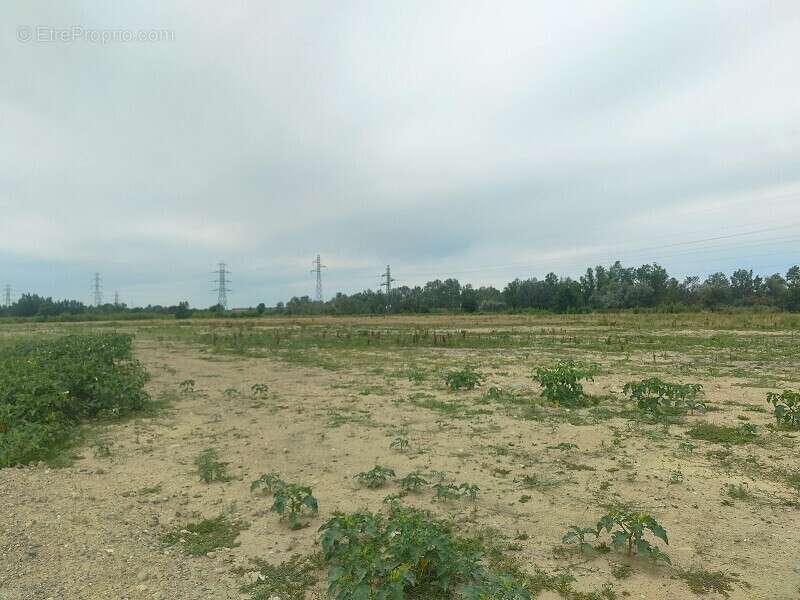 Terrain 5000 m² à Muret  - photo 20