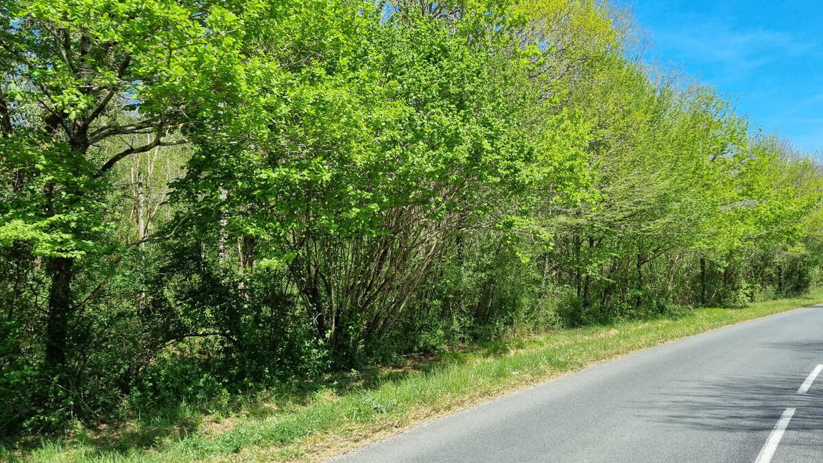 20250411_141110 - Terrain à SAINT-MARTIAL-DE-VALETTE