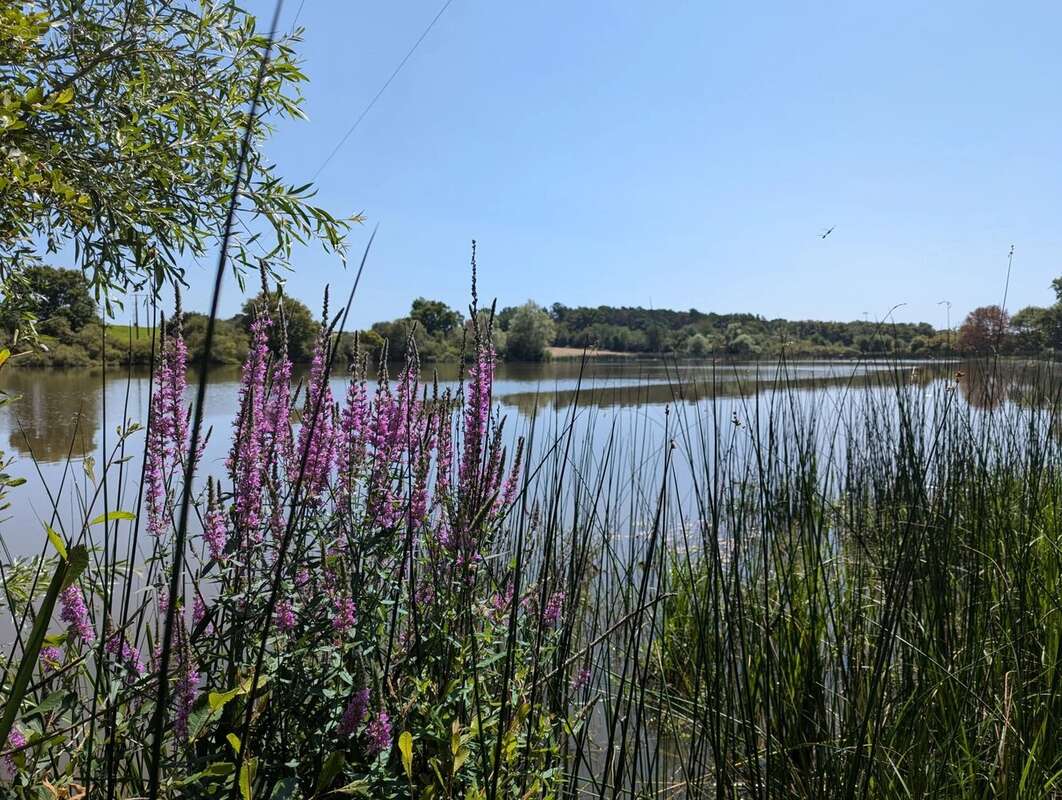 Belle propriété de caractère avec une maison pour les invités et un lac de pêche exceptionnel - photo 15