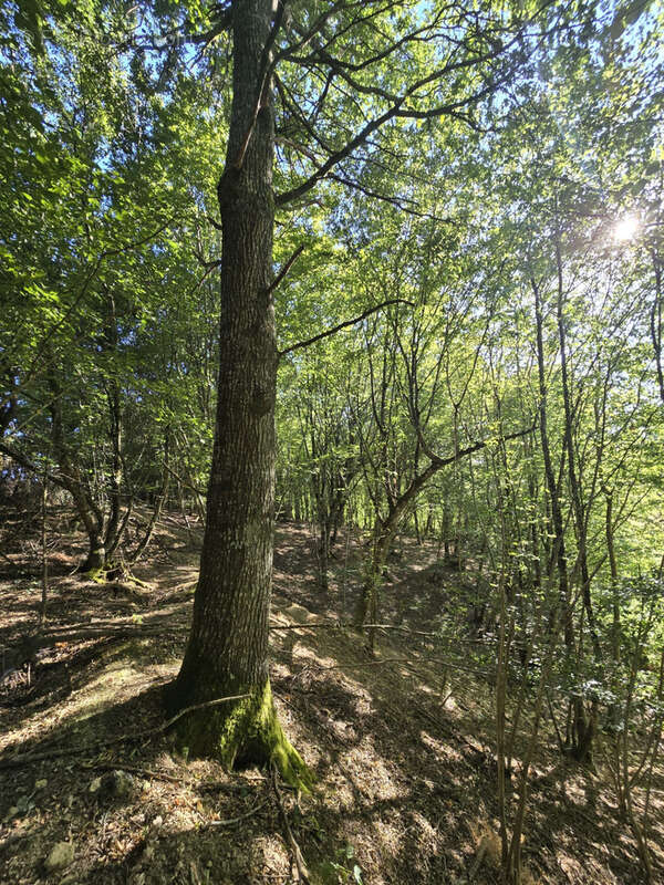 Ensemble foncier de 5 ha 78 a 43 ca   Cernoy-en-Berry - photo 9