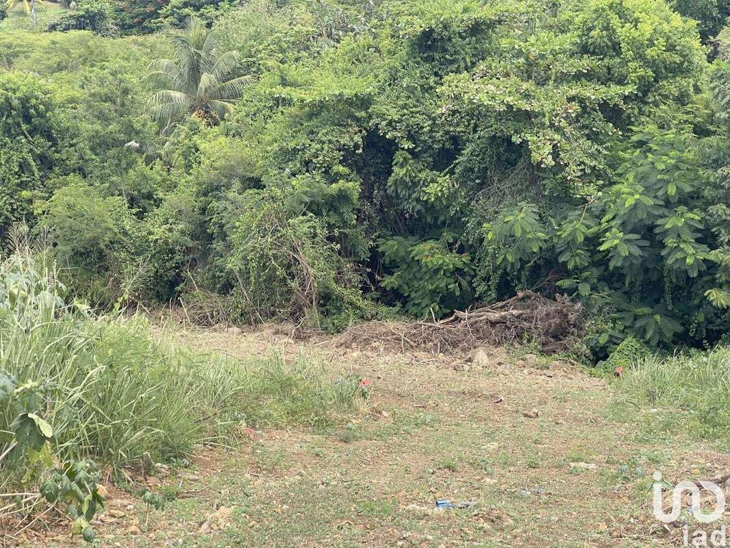 Photo 3 - Terrain à VIEUX-HABITANTS