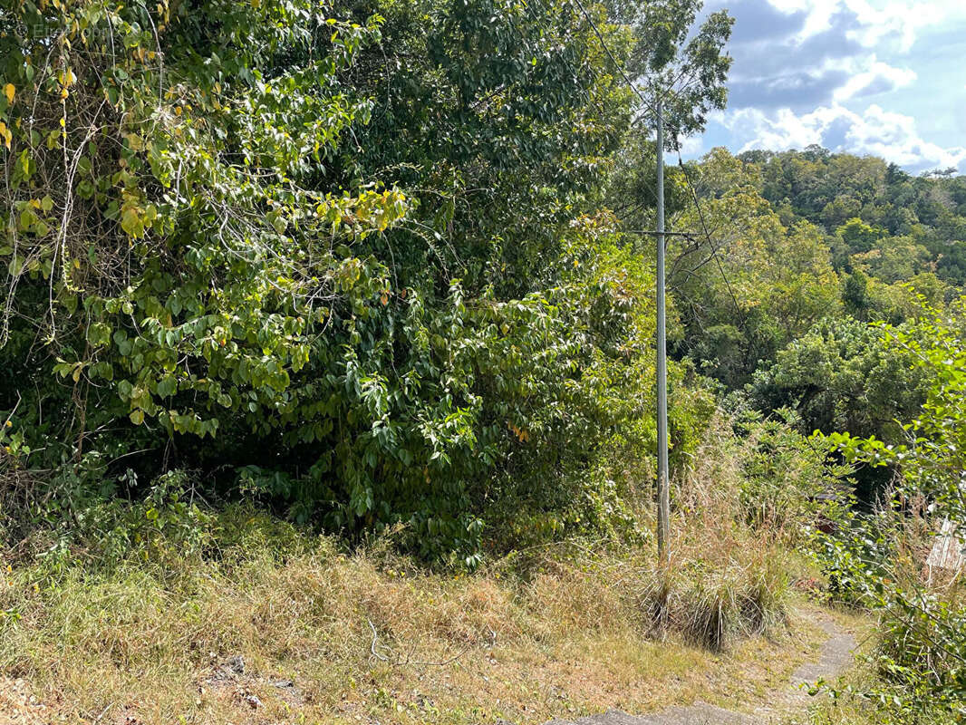 Terrain à SCHOELCHER