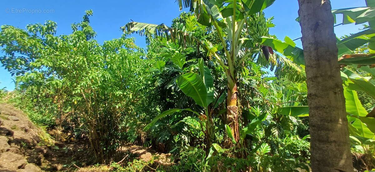 Maison à CAPESTERRE-BELLE-EAU