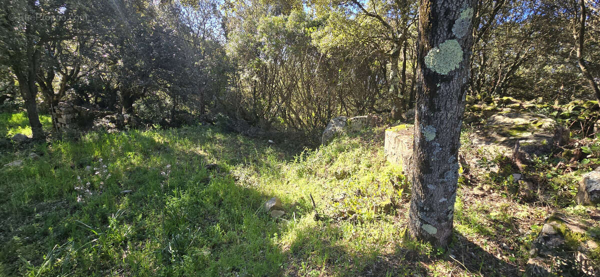 Terrain à GIUNCHETO