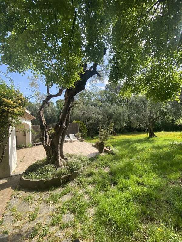 Mougins- propriete de 10 pieces  sur 6800 m² de terrain clos et arbore, ideal chambres d'hotes - photo 5