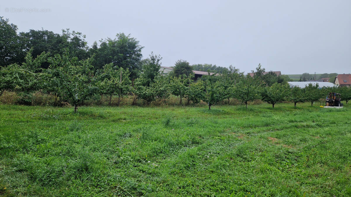 Terrain à EBERSHEIM