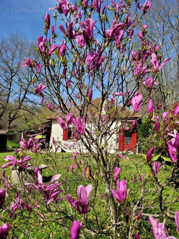 Maison à vendre 3 pièces LABASTIDE D'ARMAGNAC (40) - photo 3