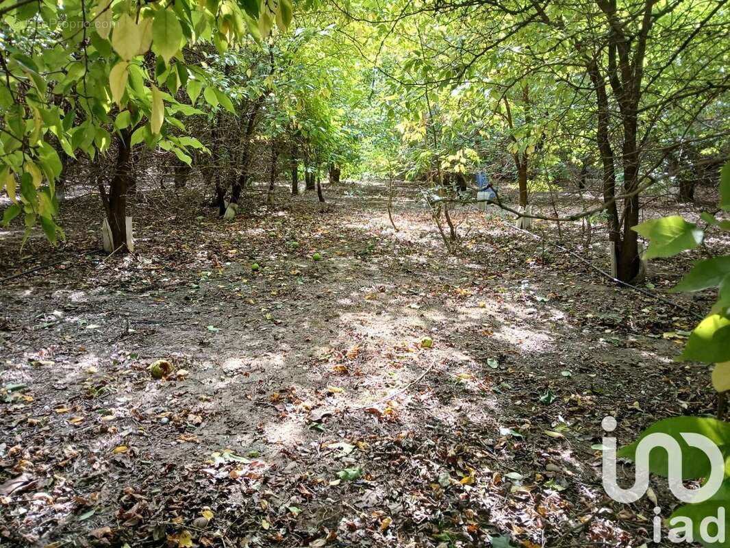 Photo 2 - Terrain à BEZOUCE
