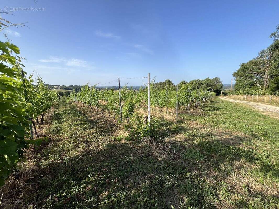 À Vendre : Terrain avec Vignes - Puy-d'Arnac (19) - photo 4