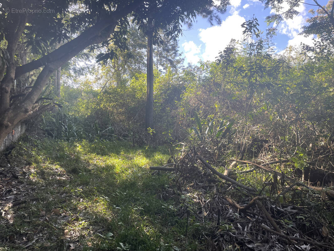 Terrain à LE TAMPON