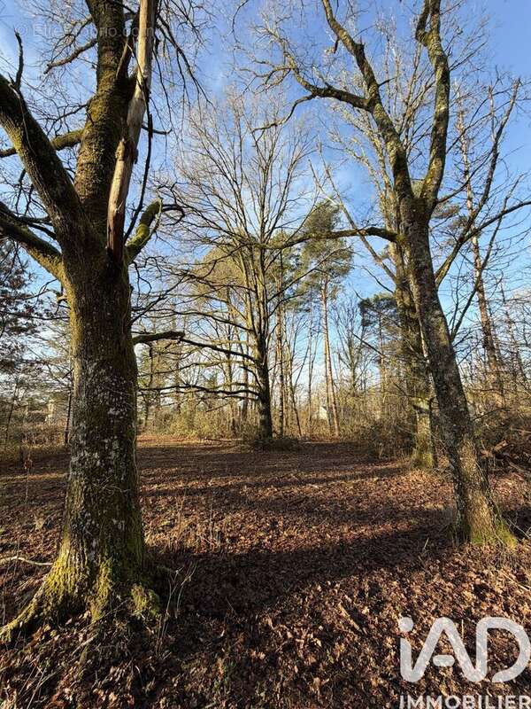 Photo 4 - Terrain à NANCAY