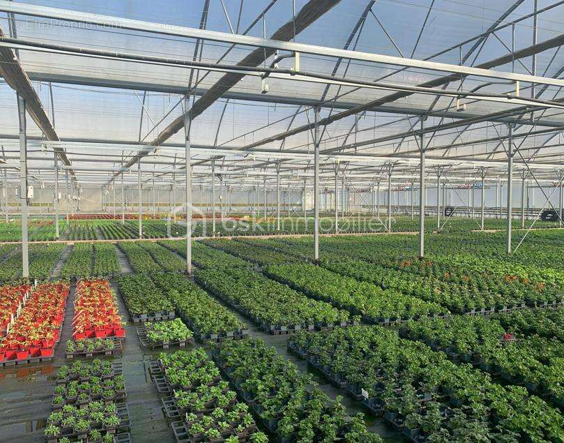 Proche Nogaro - Propriété Horticole de 3ha avec habitation - photo 8