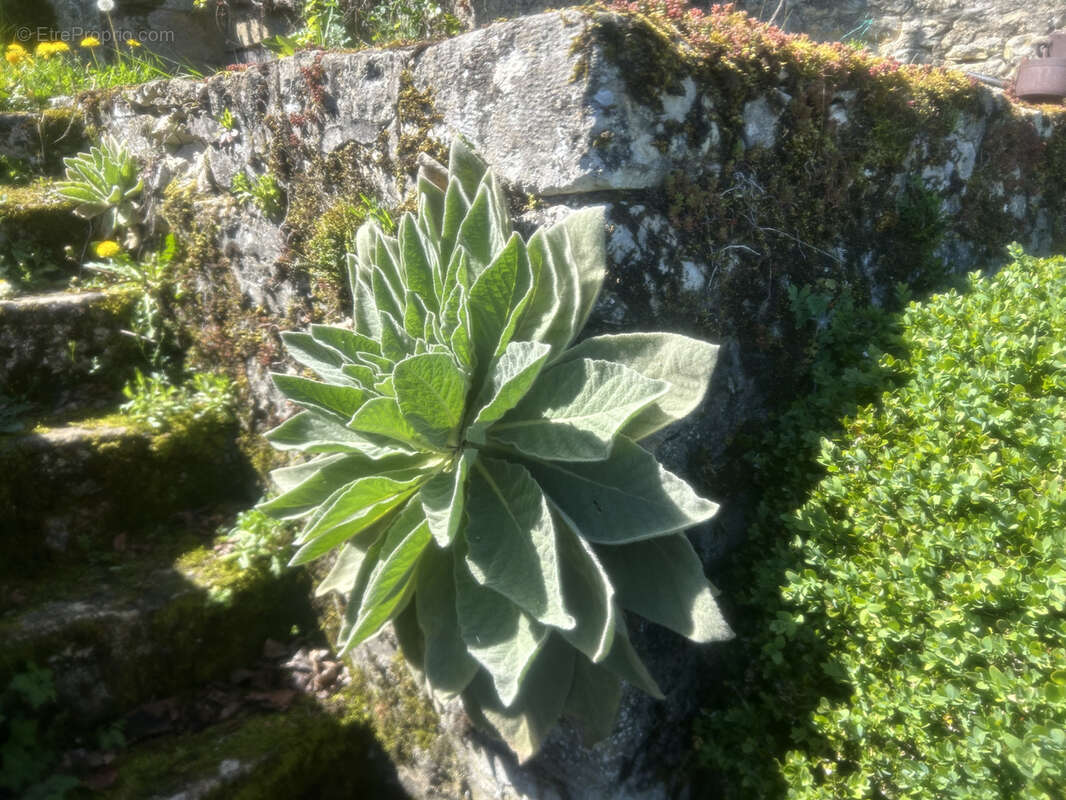Maison à SAINT-BENIN-DES-BOIS