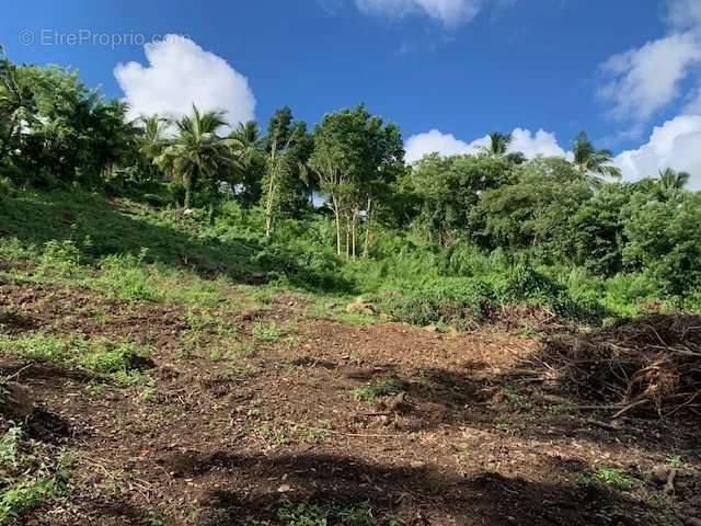 Terrain à RIVIERE-SALEE