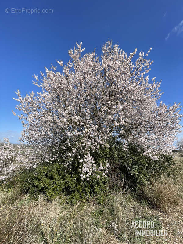Terrain à BEZIERS