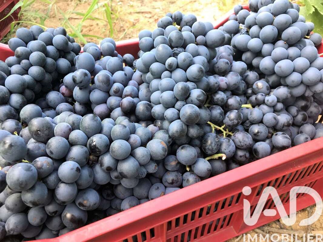 Photo 7 - Maison à L'ISLE-SUR-LA-SORGUE